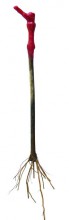 plant long
