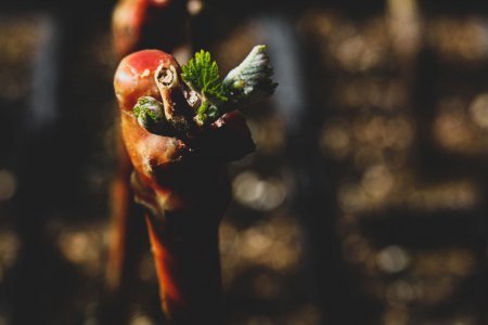 A colorful parrot perched on a branch, holding food in its claw, with a blurred background.