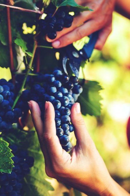 Unas manos sosteniendo un racimo de uvas en la vid, mientras se cosecha.