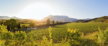 A vineyard landscape at sunrise or sunset, with sunlight illuminating hills and grapevines.