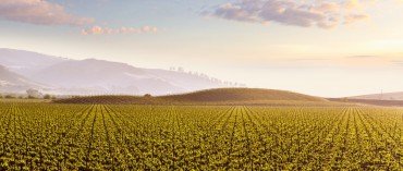 A vast golden agricultural field stretching to the horizon under a sunset sky.