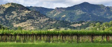 A green vineyard landscape with rows of grapevines in the foreground and mountains in the background.