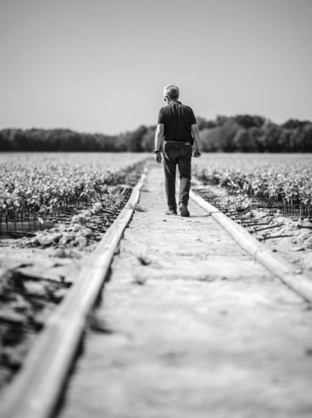 A man walking alone along a path between agricultural fields, seen from behind, in black and white.