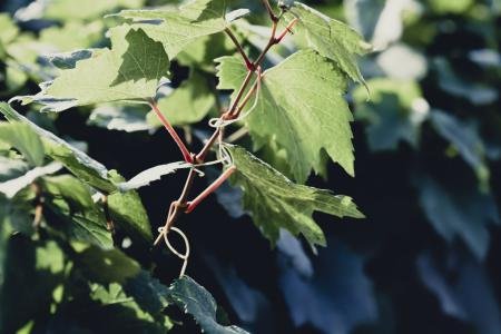 Foglie verdi di vite con viticci avvolti attorno a un ramo, illuminate dalla luce del sole.
