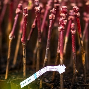 Young seedlings arranged in rows with white labels, in a humid environment or greenhouse.