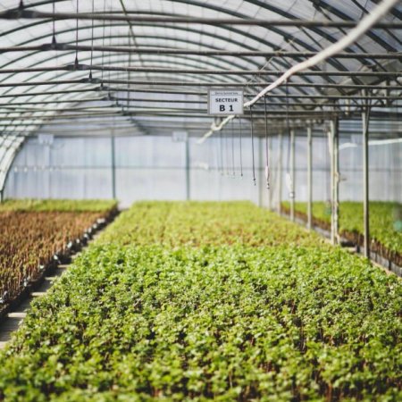 Rows of young green plants grown inside a greenhouse.