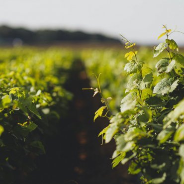 A row of green grapevines lit by sunlight, with a blurred background.
