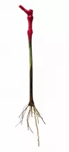 Le Plant Long