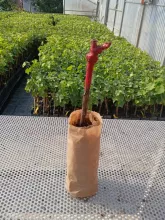 Le Vital Plant ©