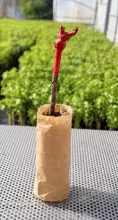 Le Vital Plant ©