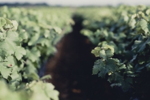 Allée dans une vigne