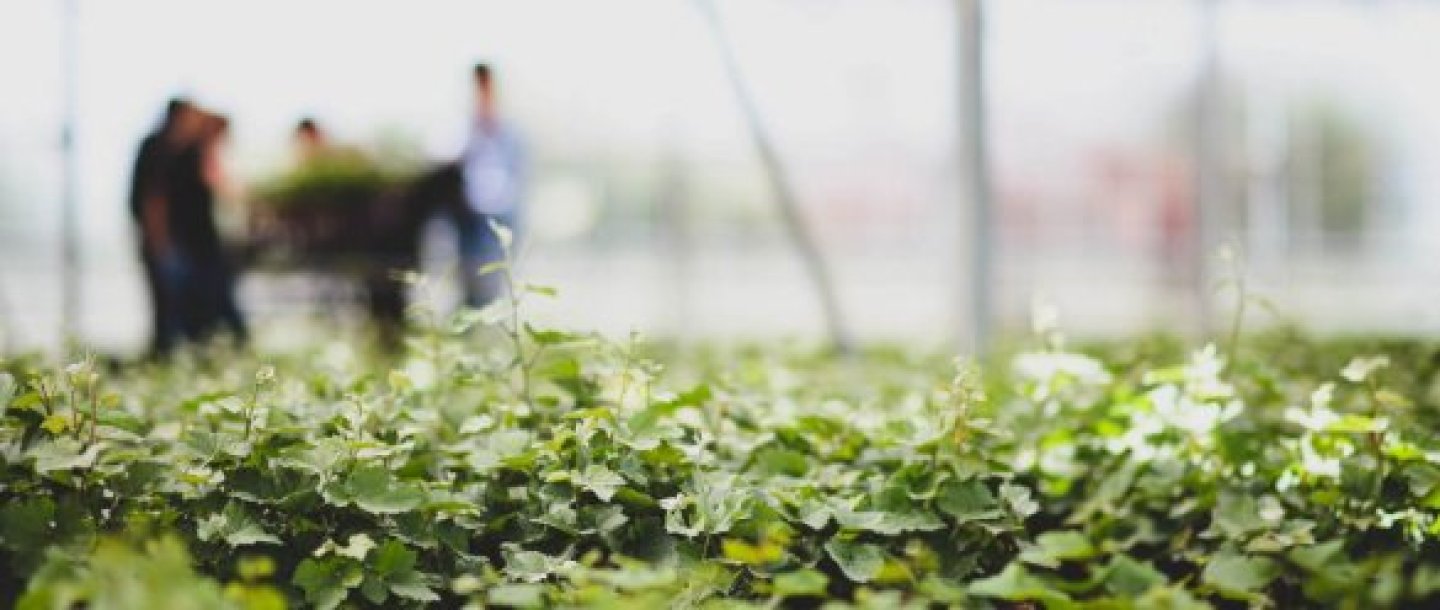 Jeunes plants verts au premier plan dans une serre, avec des personnes floues à l’arrière-plan manipulant des plateaux de végétaux.