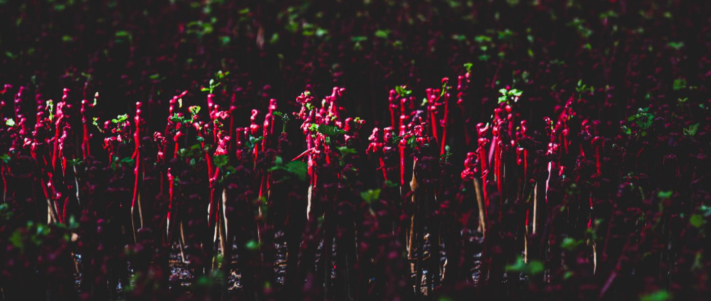 Rangées de jeunes plants aux tiges rouges et petites feuilles vertes, éclairées de façon contrastée sur un fond sombre.