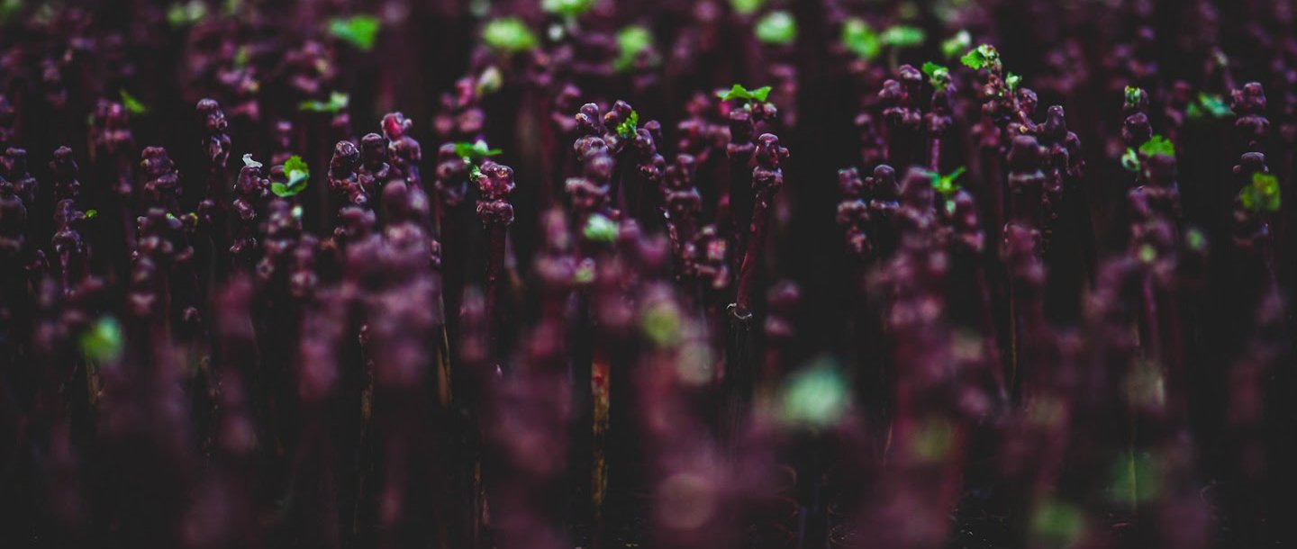 Rangées de jeunes plants aux tiges sombres violacées avec de petites pousses vertes, éclairées sur un fond sombre et flou.