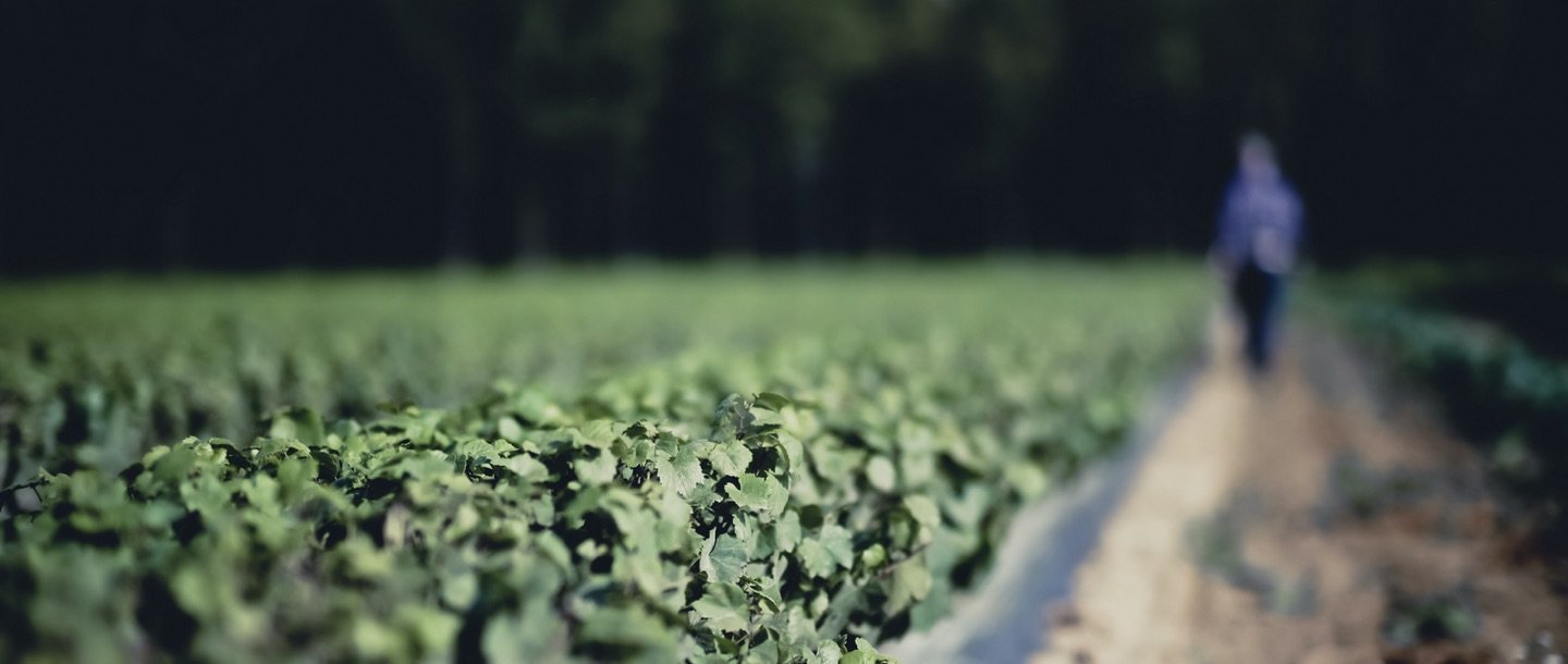 Champ de plantes vertes au premier plan, nettes, avec une allée sur la droite menant vers une personne floue au loin, devant une lisière d’arbres sombres.