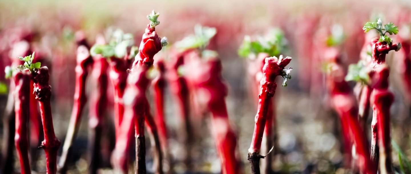 Gros plan sur des jeunes plants greffés aux tiges rouges, disposés en rangées dans des plateaux, avec de petites pousses vertes au sommet.