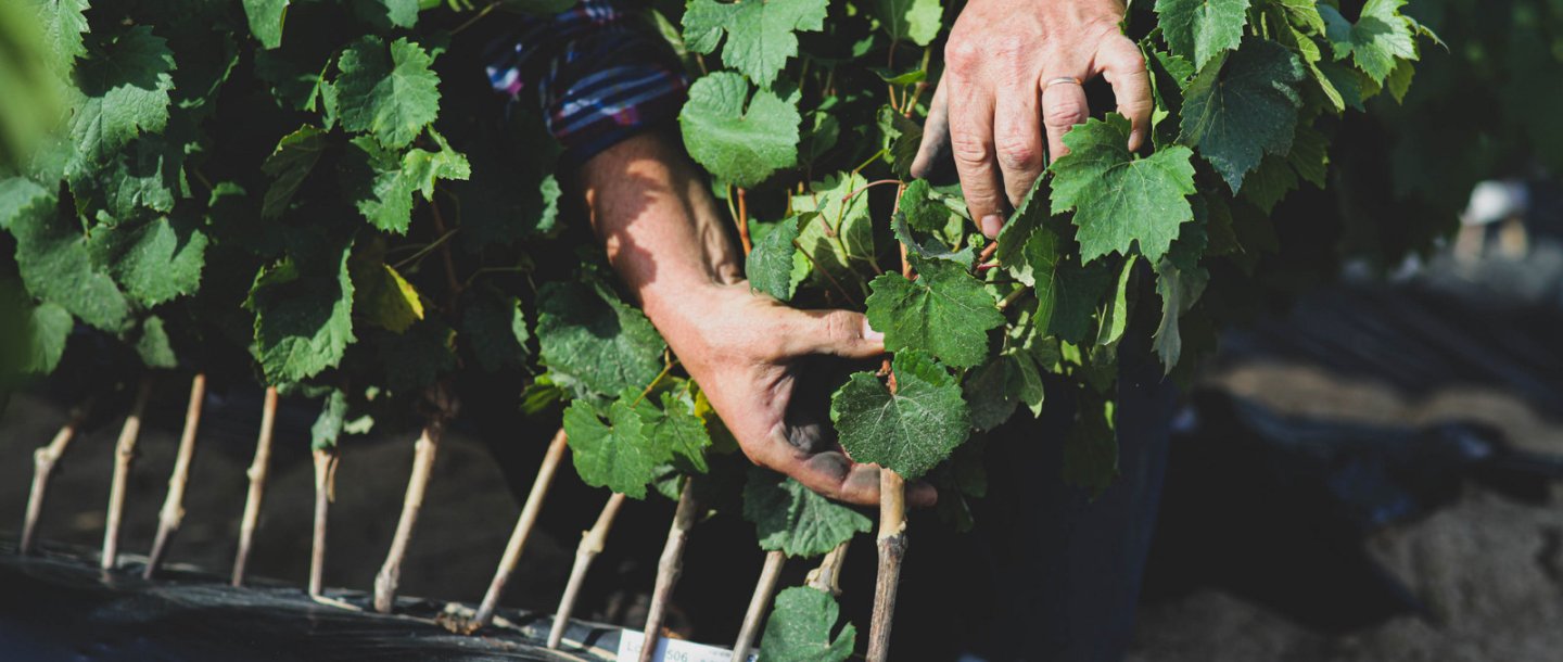Mains d’une personne ajustant de jeunes plants de vigne alignés dans un sol couvert de plastique, entourés de feuilles vertes.